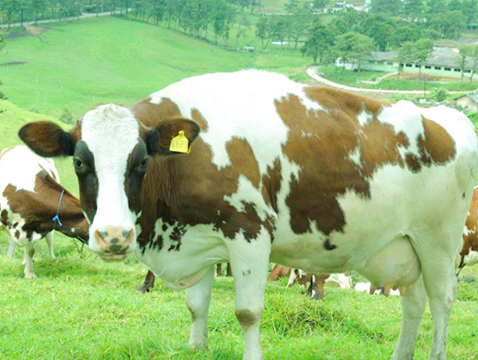 Animal Health in Ambewela Farms