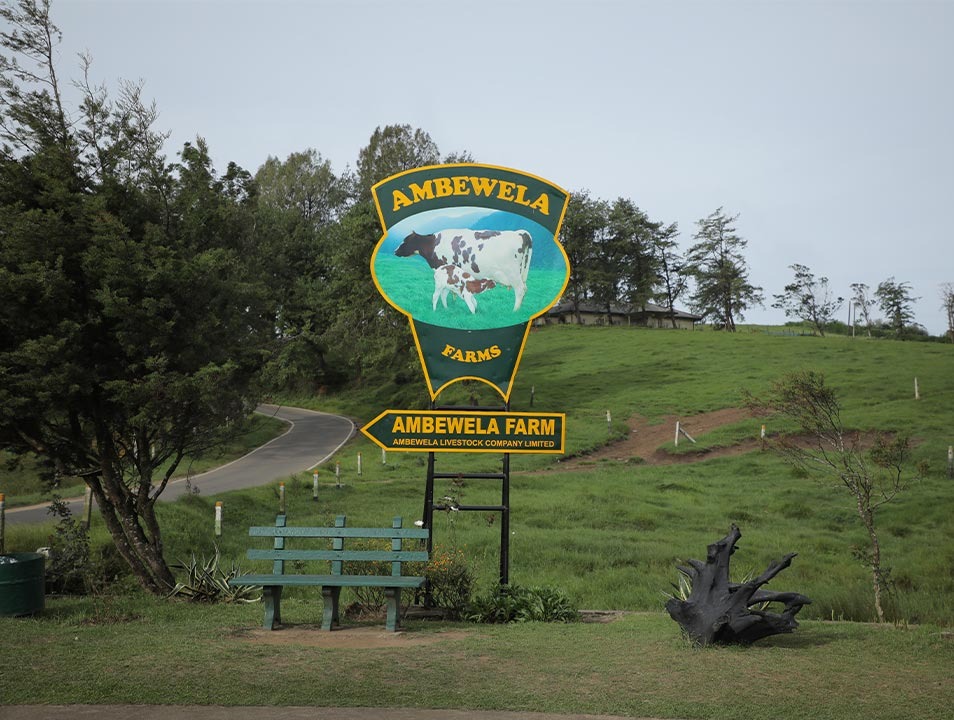 AMBEWELA LIVESTOCK (PVT) LTD