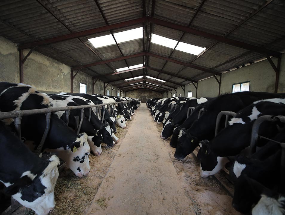 PATTIPOLA LIVESTOCK (PVT) LTD