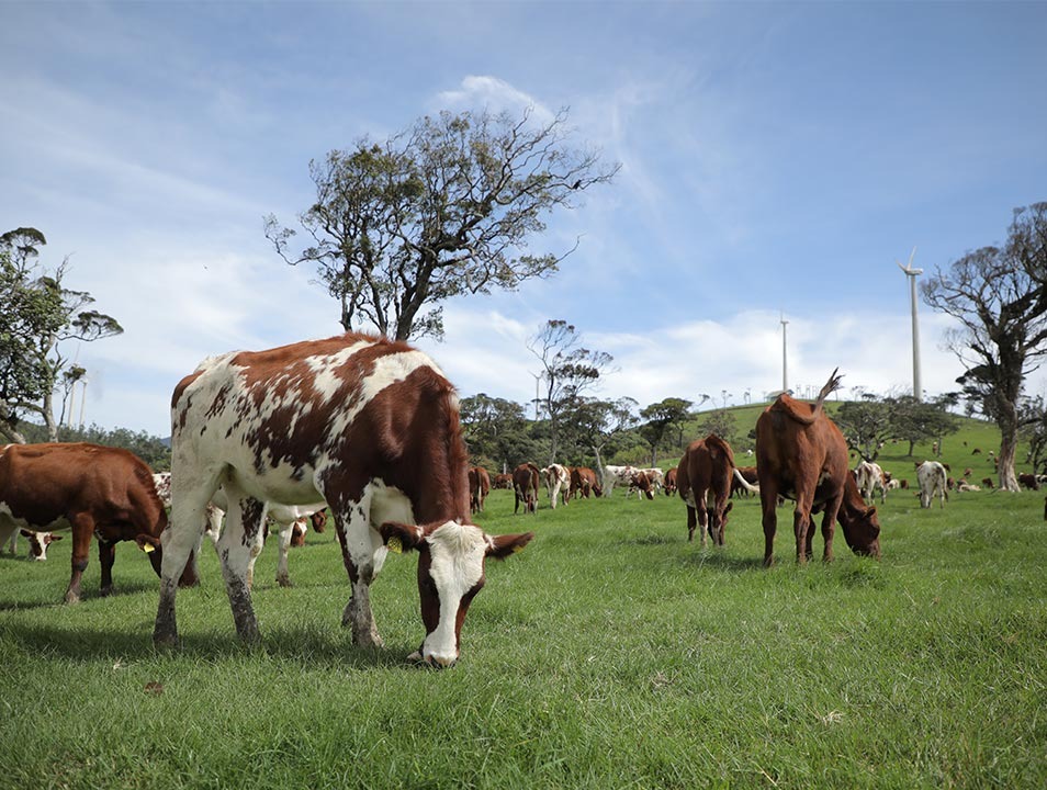 AMBEWELA PRODUCTS (PVT) LTD